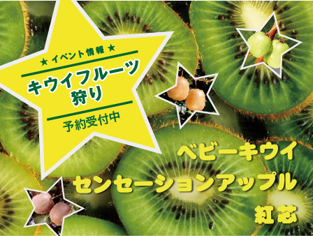 キウイフルーツ狩り10/17~11/1 予約受付中